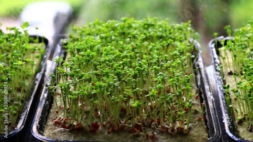 Fresh sprouts sitting on a windowsill, great for healthy eating or decoration