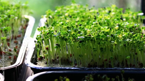 Close-up of fresh green sprouts on a tray, great for food and nature photography