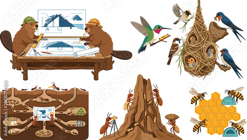 Schilderij op canvas Animal architects infographic vector set showing beaver engineers bird nest weav