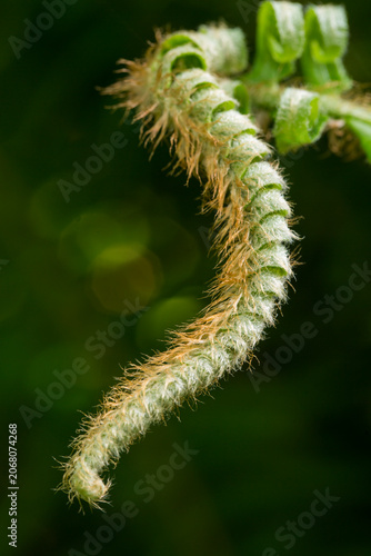 Closeup of unfurled fern frond in summer
