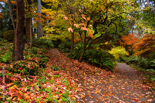Colorful, lush, fall foliage and fallen leaves line two trails in Washington Park Arboretum in Seattle, WA
