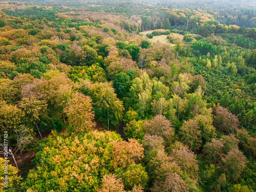 Aerial view of forest in autumn, top down view