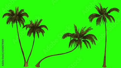 3D render of three palm trees on a green screen background