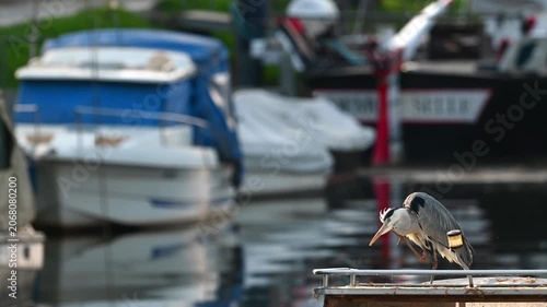 Real Time of One Grey Heron Resting on Boat in Marina at Sunset in Switzerland. Zoom in.