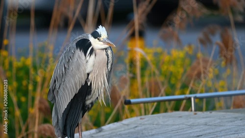 Real Time of One Grey Heron Standing on Boat among Reeds at sunset in Switzerland. Zoom out.