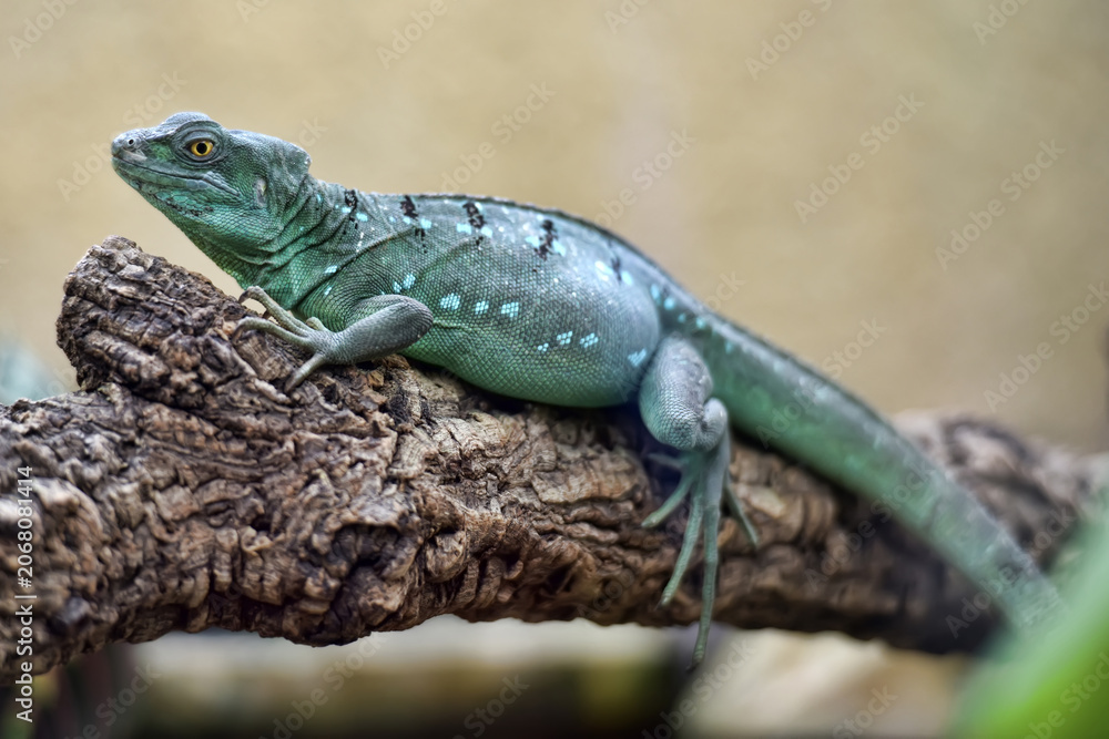 Fototapeta premium Female Green Crested Basilisk Resting on Branch in Tropical Terrarium
