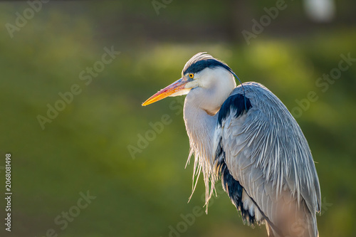 Bild auf Leinwand Portrait of  One Grey Heron at Sunset in Switzerland.