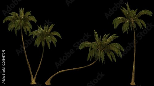3D render with an alpha channel showing three different tropical palm trees swaying in the wind.
