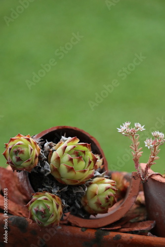Dry tolerant houseleek plants growing in terracotta pot