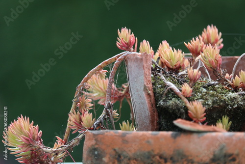 Dry tolerant houseleek plants growing in terracotta pot