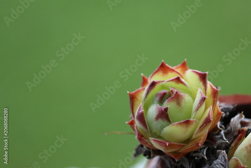Geometric houseleek succulent plant close up