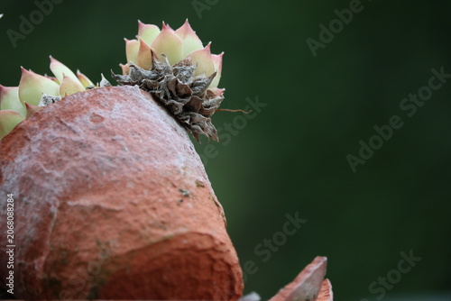 Dry tolerant houseleek plants growing in terracotta pot