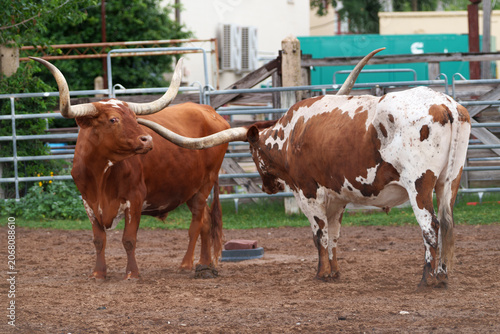 Canvas Print Fort Worth Herd longhorn cattle in a corral in Fort Worth, Texas USA, soon to ta