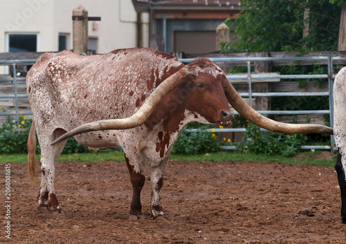 Vászonkép Fort Worth Herd longhorn cattle in a corral in Fort Worth, Texas USA, soon to ta