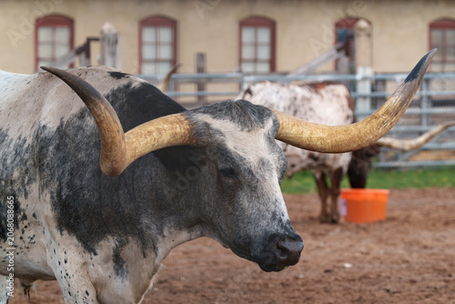 Quadro su tela Fort Worth Herd longhorn cattle in a corral in Fort Worth, Texas USA, soon to ta