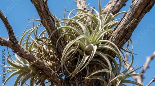 Air plant on a branch