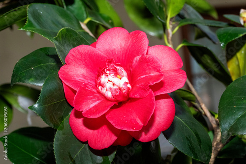 Camellia in Bloom