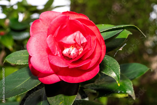 Camellia in Bloom