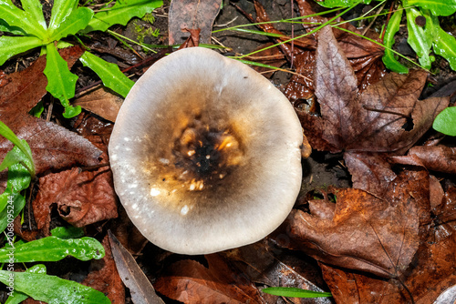 Charcoal Burner (Russula cyanoxantha)