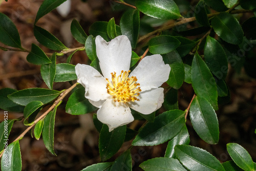 Camellia sasanqua