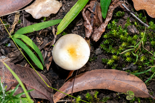 Clitocybe species mushroom