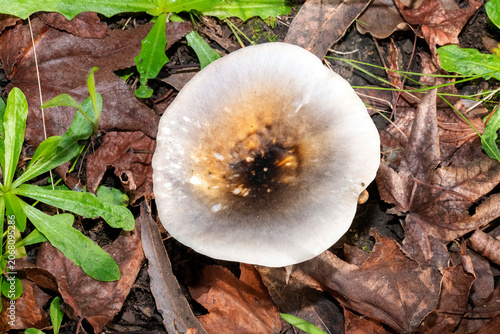 Charcoal Burner (Russula cyanoxantha)