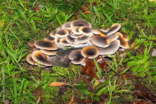 Ghost Mushrooms (Omphalotus nidiformis)