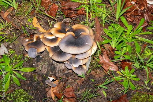 Ghost Mushrooms (Omphalotus nidiformis)