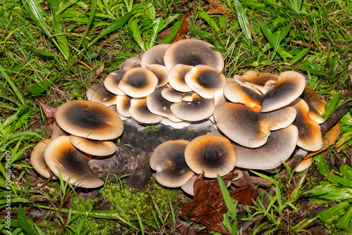 Ghost Mushrooms (Omphalotus nidiformis)