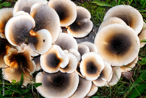 Ghost Mushrooms (Omphalotus nidiformis)