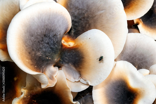 Ghost Mushrooms (Omphalotus nidiformis)