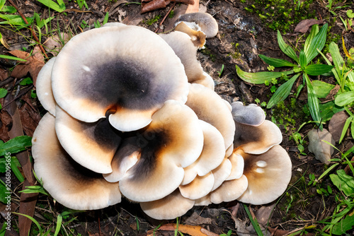 Ghost Mushrooms (Omphalotus nidiformis)
