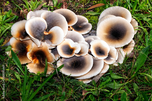 Ghost Mushrooms (Omphalotus nidiformis)