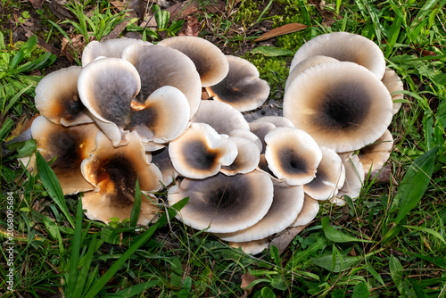 Ghost Mushrooms (Omphalotus nidiformis)