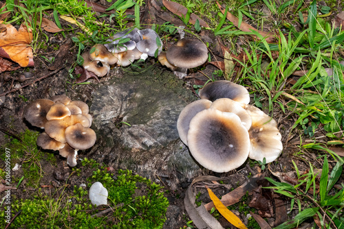 Ghost Mushrooms (Omphalotus nidiformis)