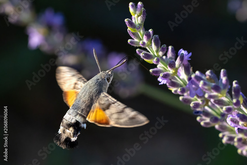 Humming bird hawk-moth