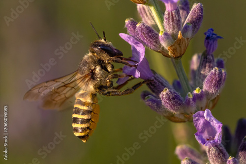 bee on lavender