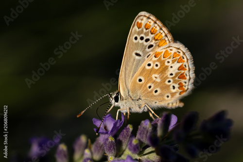 butterfly on a flower