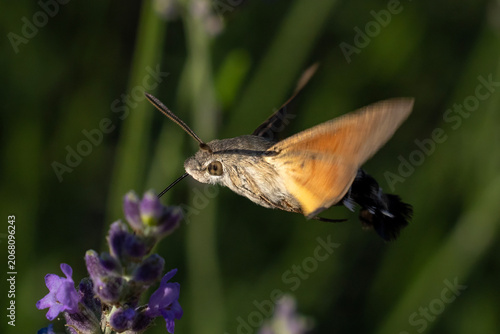 Humming bird hawk-moth