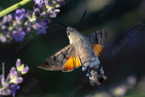 Humming bird hawk-moth