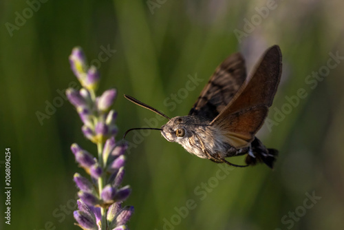 Humming bird hawk-moth