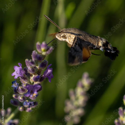 Humming bird hawk-moth