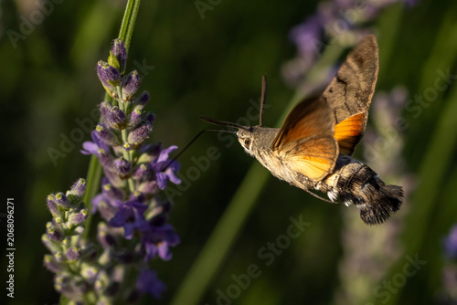 Humming bird hawk-moth