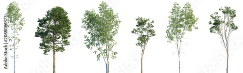 Obraz na plátně Set of Betula pendula and Castanea sativa frontal set street trees isolated png