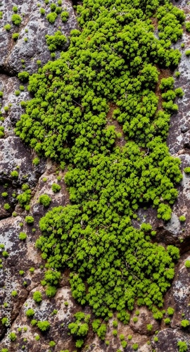 close-up of rough stone surface covered in green moss and tiny water droplets, soft diffused natural light, detailed moss and rock textures, fresh and earthy feeling