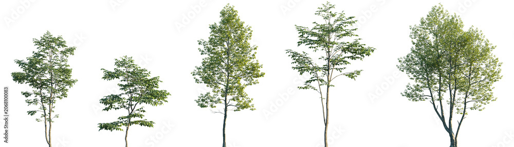 Fototapeta premium Set of Carpinus betulus and Alnus rubra frontal set street trees isolated png on a transparent background perfectly cutout 