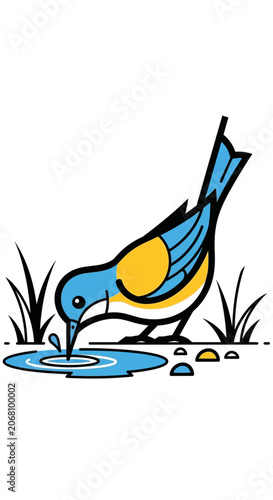 Blue bird drinking water from a small puddle.