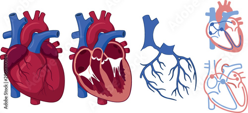 Foto Human heart anatomy vector diagram set showing cross section internal chambers v