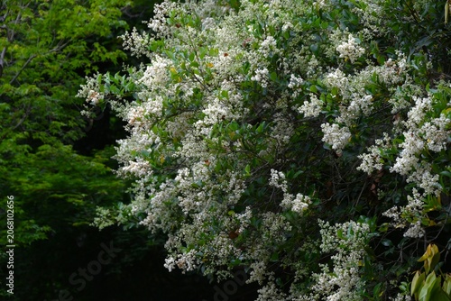 Obraz na płótnie Japanese privet (Ligustrum japonicum)