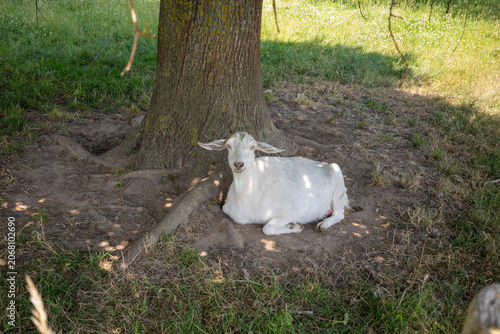 Relaxing goat rests under a tree on a sunny day in a grassy field